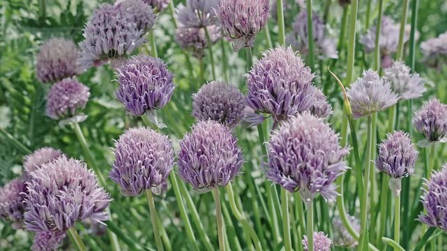 Natural flower plant. Flora nature. Bright blooming flower in nature. Chives flower. Flowering nature closeup. Macro of flowering chives plant. Purple exotic chives flower. Allium schoenoprasum