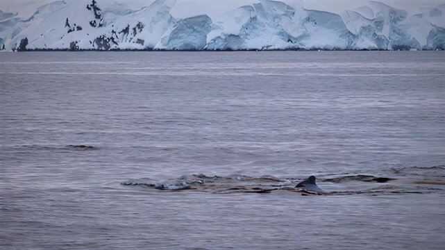Dolphins swimming gracefully near a majestic icy landscape in the ocean