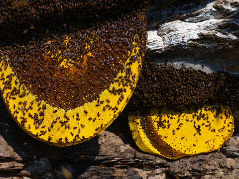 View of large yellow honeycombs covered with bees attached to a rocky cliff face in Nepal.