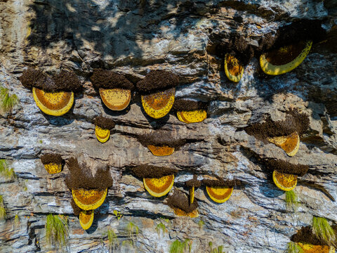 View of multiple giant honey bee hives attached to a steep, rugged rock cliff face in Nepal.