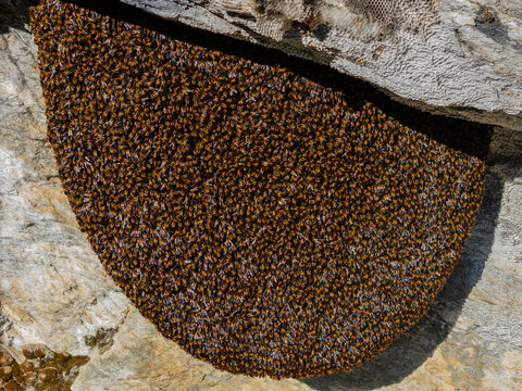 View of a large honeybee colony attached to a rocky cliff face in Nepal.