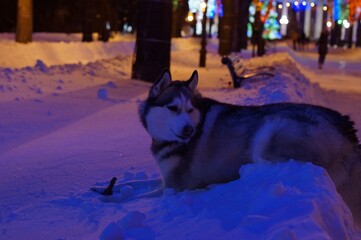 Siberian husky resting in deep snow under colorful city lights at night. The winter scene symbolizes adventure, resilience, and companionship. © Наталья Красильников
