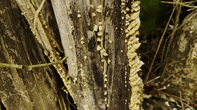 Macro Video ofmushrooms Colonizing Dead Tree Trunk with Natural Wood Decay Texture