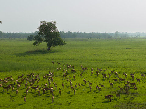 View of a large herd of deer grazing in a lush green meadow with a solitary tree under a clear sky in Nepal.