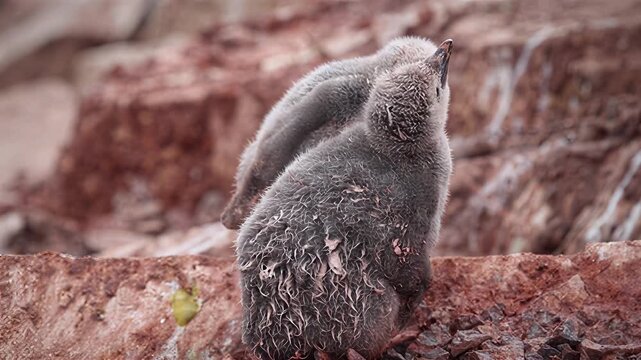 Adorable fluffy penguin chicks huddle together on rocky terrain