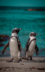Fototapeta premium African penguins on the beach