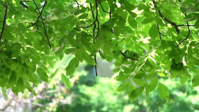 The green crown of walnut branches
