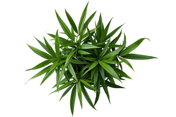 Fototapeta premium Lush bamboo foliage cluster with pointed leaves