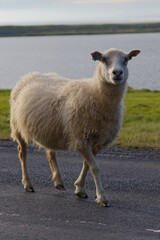 Fluffy Icelandic Sheep Walking on a Coastal Road © MarekLuthardt