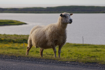 Fluffy Icelandic Sheep by a Scenic Lake © MarekLuthardt
