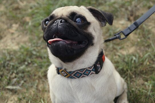 Close portrait of a cheerful pug wearing a collar outdoors. The expressive face symbolizes loyalty, joy, and companionship.