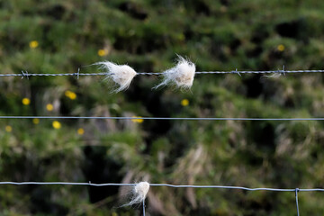 Sheep Wool Caught on Barbed Wire Fence © MarekLuthardt