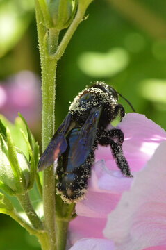 Carpenter bee covered with pollen on pink flower