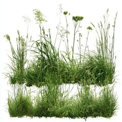 Obraz premium Green grass and plants fill meadow fields, providing isolated PNG images for designs.