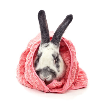 Cute rabbit wrapped in a pink towel isolated on a white background.