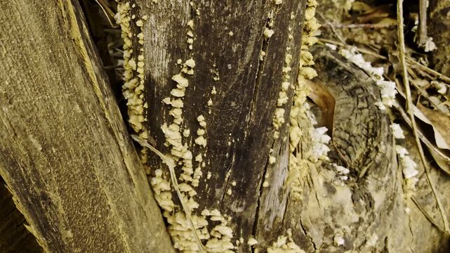 Close-Up of  mushrooms Growing on Decaying Tree Bark 