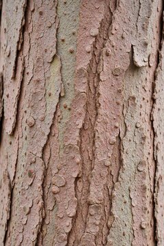 Close up of Angophora costata tree bark, showing pinkish and pale green textured surface with bumpy details. Natural wood pattern offers organic background.