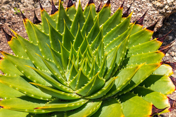 Obraz premium Close-up of Spiral Aloe (Aloe polyphylla) displaying geometric leaf pattern.