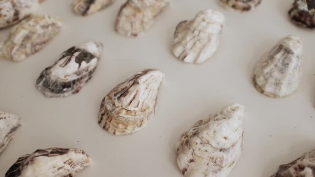 Pile of textured, empty oyster shells. For seafood dining promotions, and coastal-themed aesthetic designs, marine reef restoration campaigns, water filtration systems, natural calcium supplements.