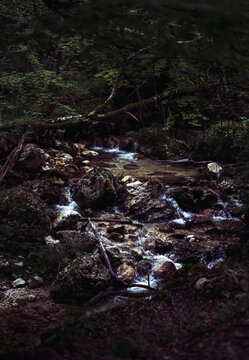 View of a small stream flowing over mossy rocks and fallen branches within the dense forest of the National Park of Abruzzo in Pescasseroli, Abruzzo, Italy.