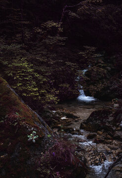 View of a small stream flowing through the lush forest of the National Park of Abruzzo with mossy rocks and dense vegetation in Pescasseroli, Abruzzo, Italy.