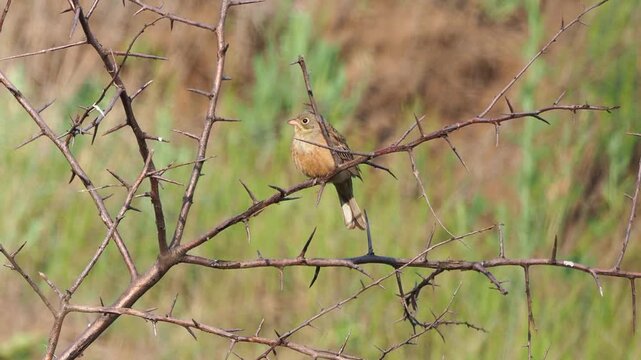 Ortolan bunting (Emberiza hortulana) singing on a branch in early summer