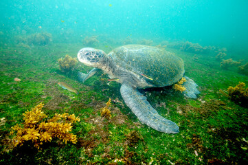 Green sea turtle near the Galapagos Islands © willtu