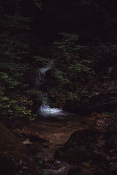 View of a small stream flowing through the lush forest of the National Park of Abruzzo with mossy rocks and dense green foliage in Pescasseroli, Abruzzo, Italy.
