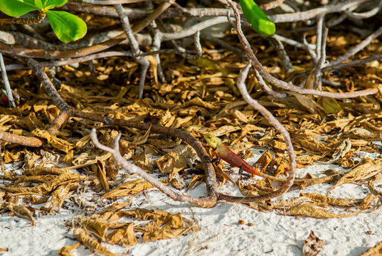 Oriental Garden Lizard Calotes Versicolor Macro