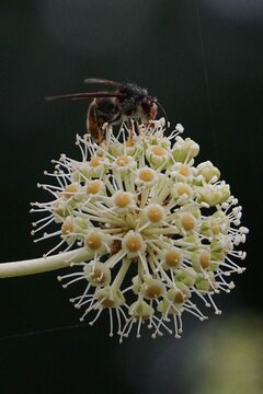 Butinage