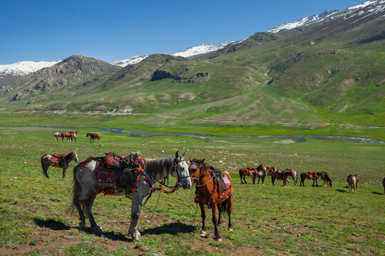 View of horses with traditional colorful saddles grazing in the green meadows of Deosai National Park with snow-capped mountains in the background in Skardu, Gilgit Baltistan, Pakistan.