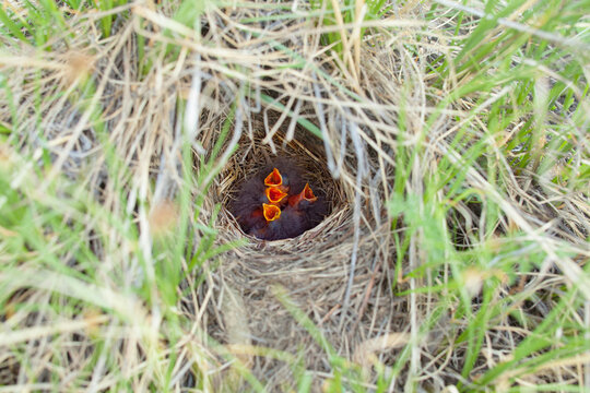 View of baby birds in a nest hidden in the grass at Deosai National Park in Skardu, Gilgit Baltistan, Pakistan.