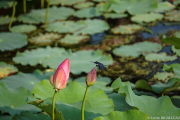 Lotus Dragonfly © Lucie