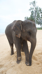 Fototapeta premium Asian elephant on the beach in Thailand