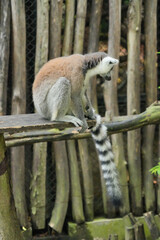 Fototapeta premium A Ring-tailed Lemur on a wooden perch looking up into green tree leaves.