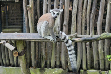 Fototapeta premium A Ring-tailed Lemur on a wooden perch looking up into green tree leaves.