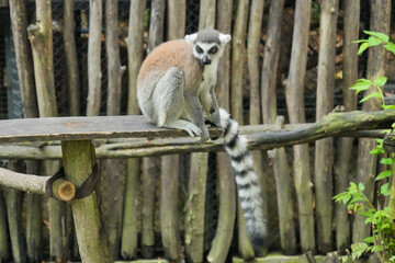 Fototapeta premium A Ring-tailed Lemur on a wooden perch looking up into green tree leaves.