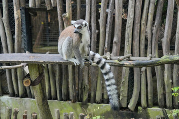 Fototapeta premium A Ring-tailed Lemur on a wooden perch looking up into green tree leaves.