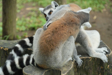 Fototapeta premium Two ring-tailed lemurs sitting close together and looking in the same direction.