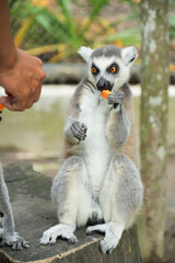 Fototapeta premium A ring-tailed lemur sitting on a large wooden tree stump.
