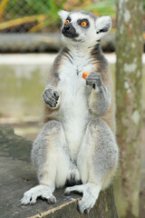 Fototapeta premium A ring-tailed lemur sitting on a large wooden tree stump.