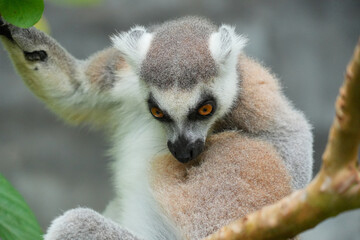 A Ring-tailed Lemur on a wooden perch looking up into green tree leaves. © Alvi Prasetya