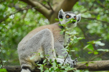 Fototapeta premium A Ring-tailed Lemur on a wooden perch looking up into green tree leaves.