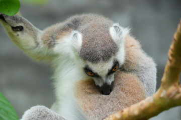 Fototapeta premium A Ring-tailed Lemur on a wooden perch looking up into green tree leaves.