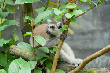 Fototapeta premium A Ring-tailed Lemur on a wooden perch looking up into green tree leaves.