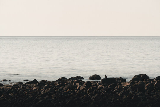 View of a solitary bird perched on a dark rock along the rugged coastline with calm sea waters in the background, Andoy, Nordland, Norway.