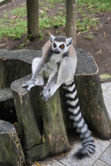 Fototapeta premium A ring-tailed lemur sitting on a large wooden tree stump.