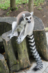 Fototapeta premium A ring-tailed lemur sitting on a large wooden tree stump.
