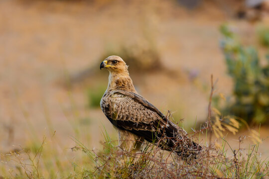 View of a majestic tawny eagle perched in the arid landscape of the Thar Desert, with dry grasses and soft golden light in Mithi, Sindh, Pakistan.