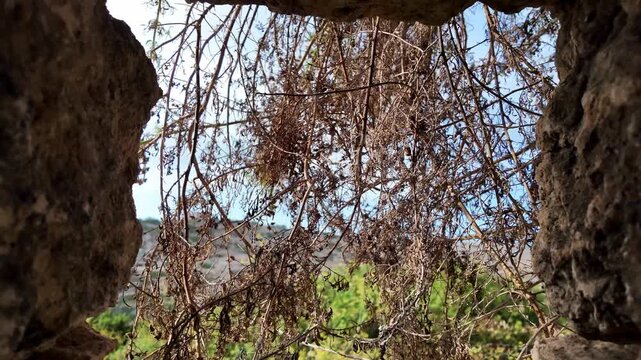 Xemxija, Malta 29.07.2026 - Heritage trail, Roman Baths. Ancient stone walls frame a sunlit view beyond. Dried vines hang through a narrow archway. Rough texture contrasts with bright, distant greener